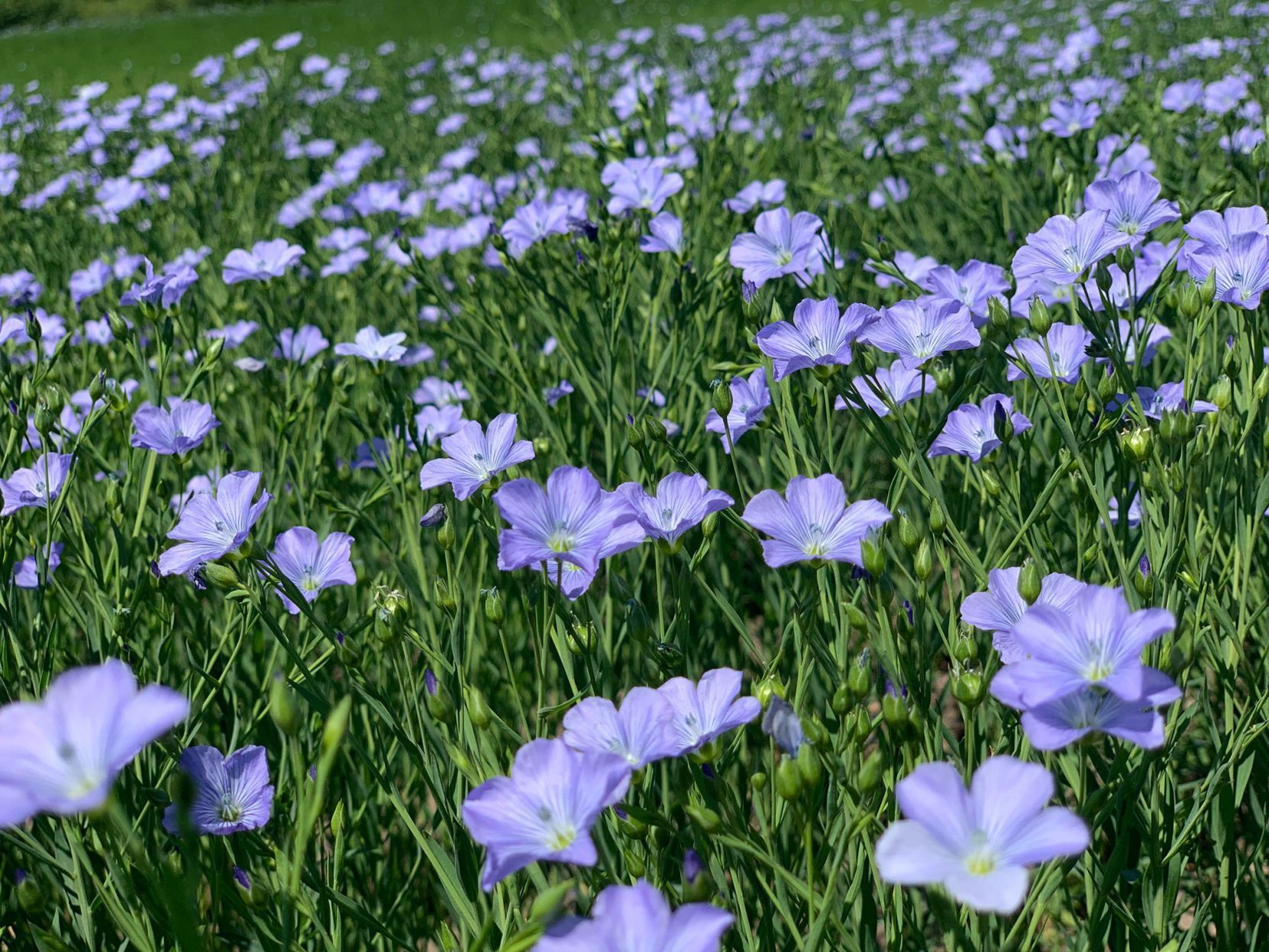 Flax